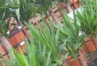 Dunoonplant-nursery-10.jpg; ?>